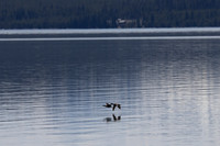 ducks over Yellowstone Lake