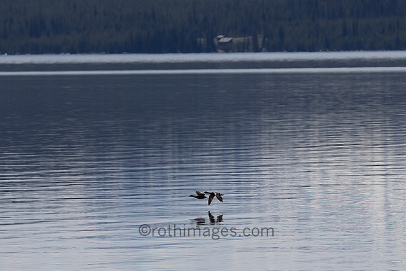 ducks over Yellowstone Lake