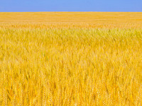 Wheat in Russell 276_47718
