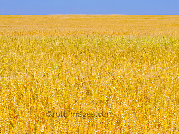 Wheat in Russell 276_47718