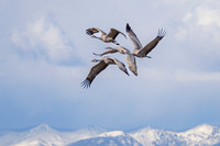 The Siege At Altitude