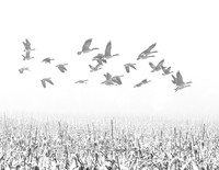 Rising Into Snow Fog