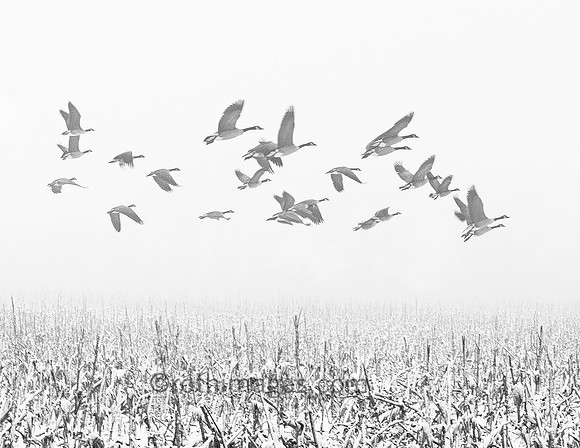 Rising Into Snow Fog