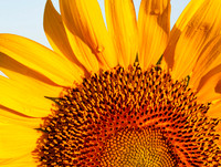 Sunflower Sunrise