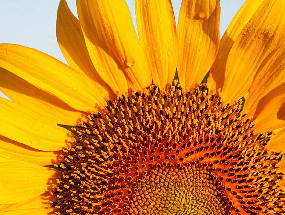Sunflower Sunrise