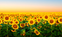 Sunflower Glow