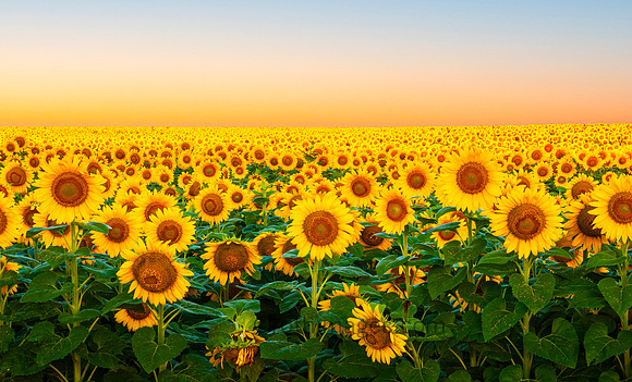 Sunflower Glow