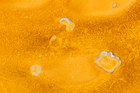 thermophiles