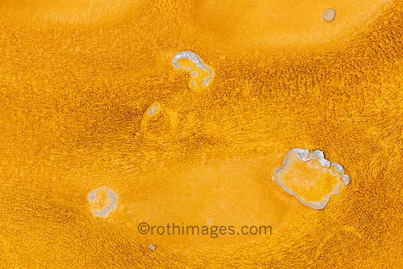 thermophiles