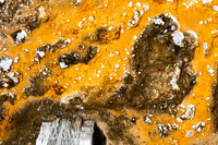 microscopic organisms called thermophiles