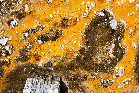 microscopic organisms called thermophiles