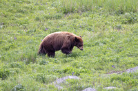 Young Grizzy in Yellowstone