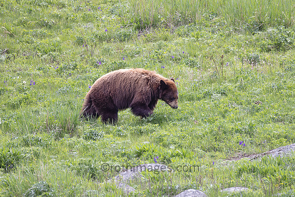 Young Grizzy in Yellowstone