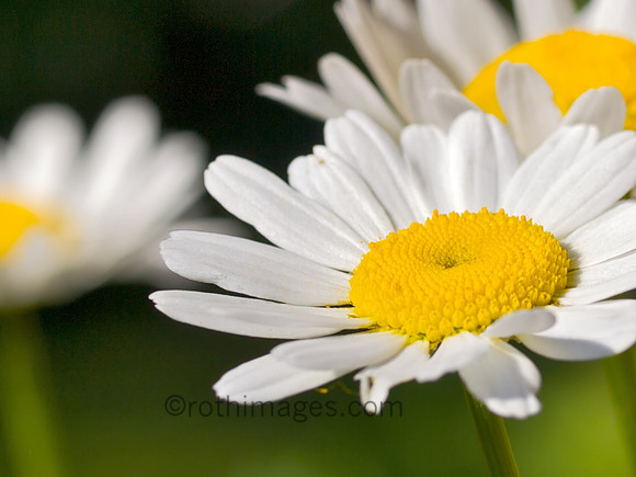 Daisies 2